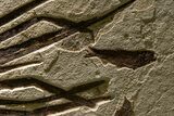 Impressive Fossil Palm and Fish Mural - Ready To Hang #382737-5